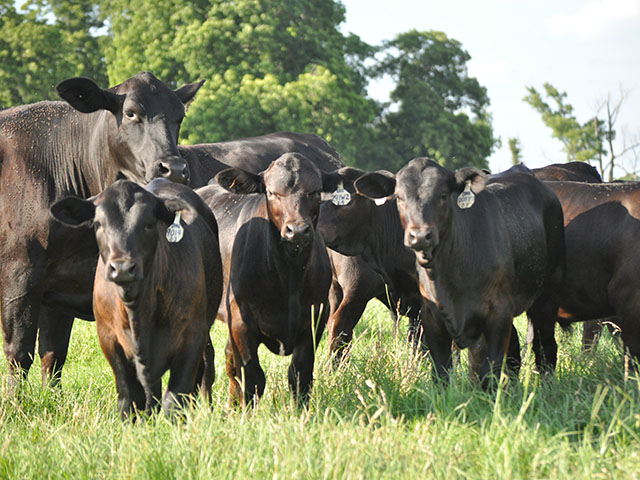 Three indexes are now available to help commercial Brangus producers select their best replacement females. (Image courtesy IBBA)